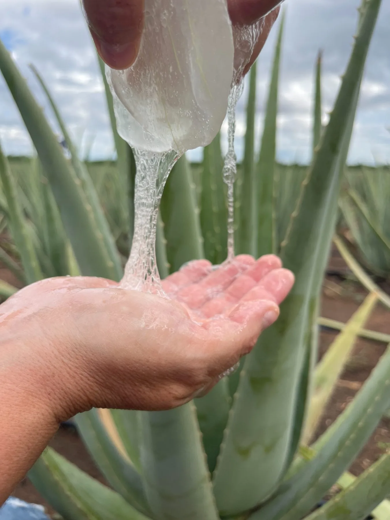 Gel viscoso de Aloe barbadensis Miller escorrendo da folha sobre a mão no campo