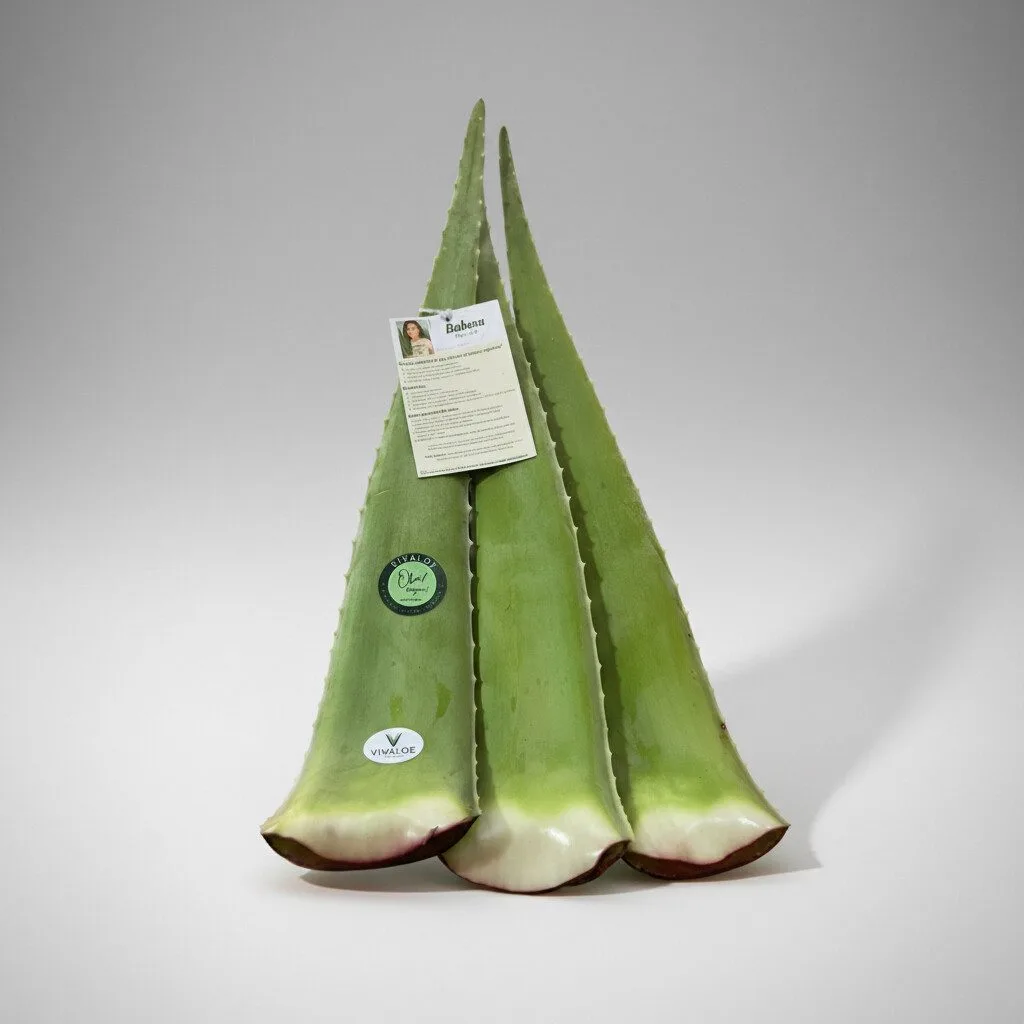 Kit Individual Vivaloe — 3 folhas de Aloe barbadensis Miller