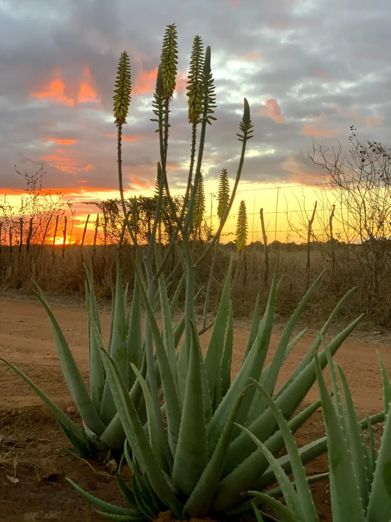 Pé de Aloe barbadensis Miller com flores ao entardecer no semiárido