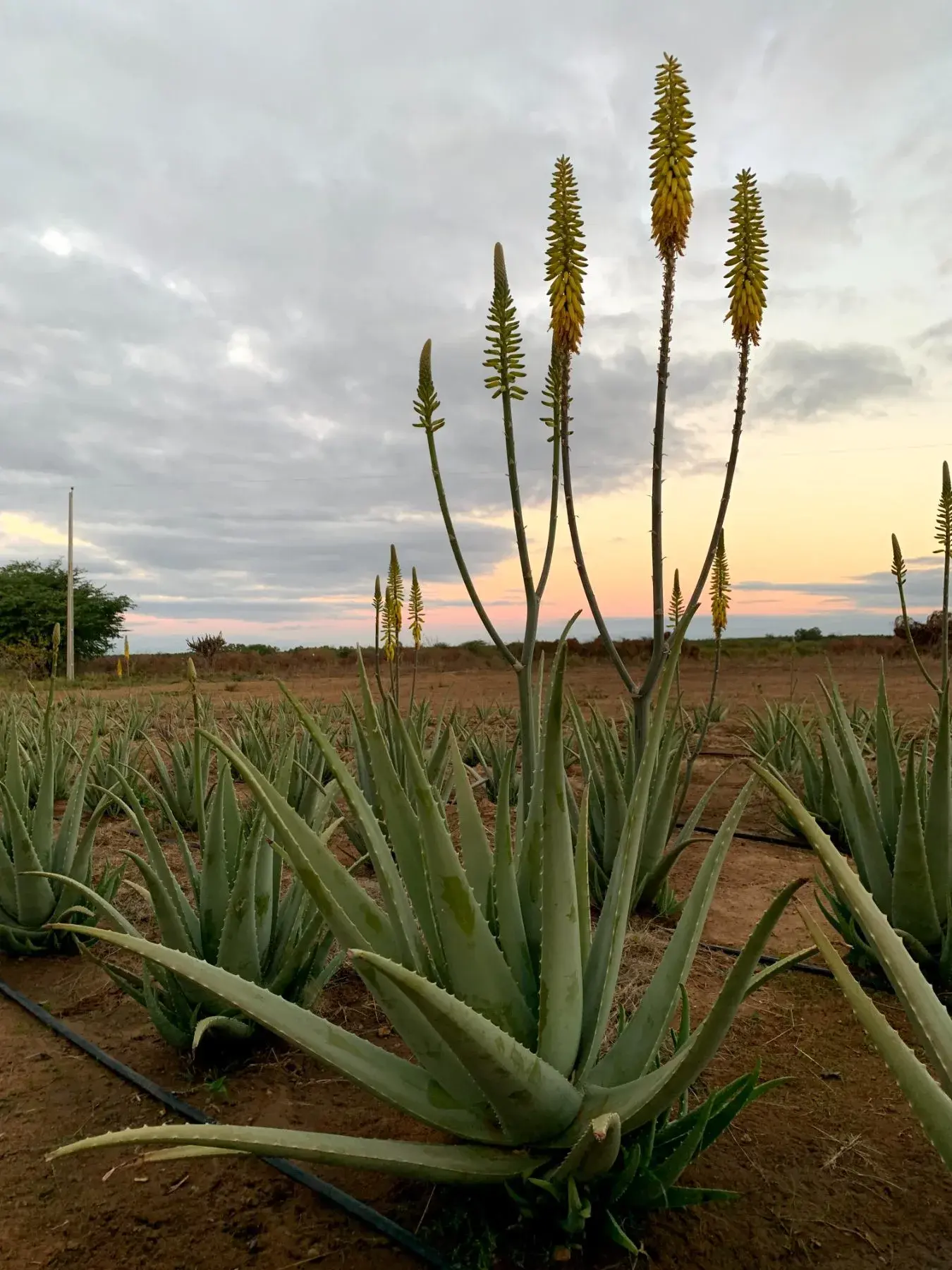 Pé adulto de Aloe barbadensis Miller em florada no campo de maturação