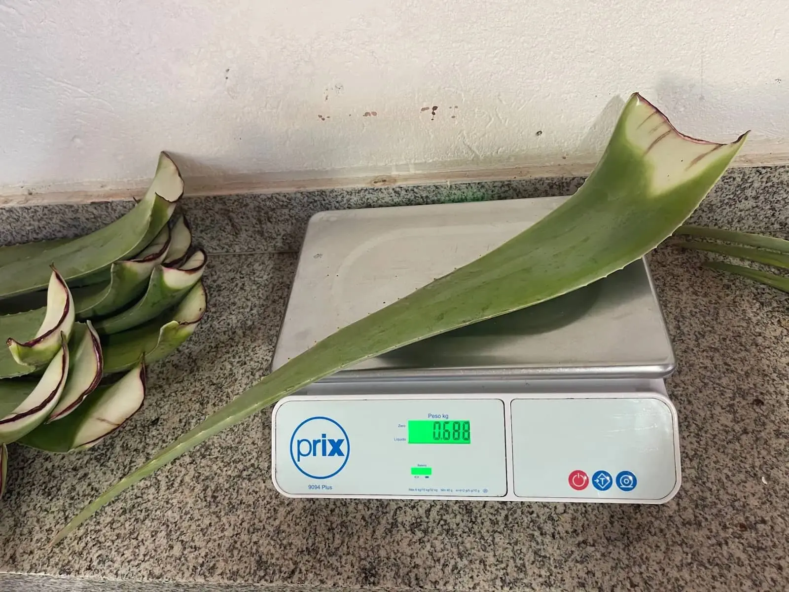 Folha de Aloe Vera sendo pesada em balança antes da embalagem